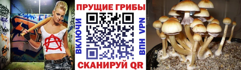 дарнет шоп  Новопавловск  Псилоцибиновые грибы GOLDEN TEACHER 